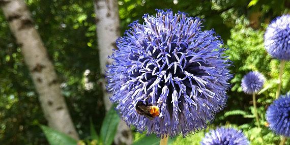 Hummel bestäubt eine Kugeldistel