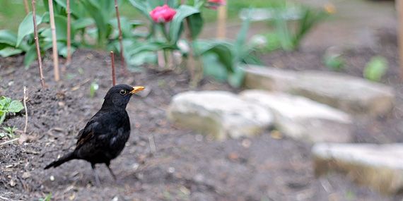 Eine Kitagruppe lernt das Hochbeet kennen